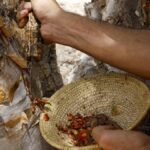 kemenyan-jadi-harta-nasional-di-oman-3_169